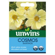 5051618032483 1 Cosmos Xanthos Lemon Sherbet Seeds.jpg